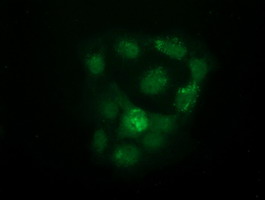 m07817 anti kist uhmk1 mouse monoclonal antibody clone id oti2h4 if testing 6