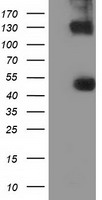 m07817 anti kist uhmk1 mouse monoclonal antibody clone id oti2h4 wb testing 1