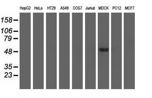 m07817 anti kist uhmk1 mouse monoclonal antibody clone id oti2h4 wb testing 2