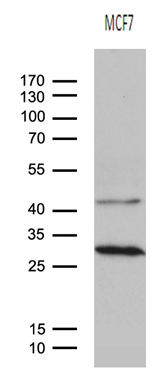 Western blot analysis of MCF7 cell lysate (35ug) by using anti-OIP5 monoclonal antibody (1:500)