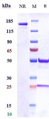 Anti-Integrin a11/ITAG11 Reference Antibody (Scripps patent anti-CD11a) on SDS-PAGE under reducing (R) condition