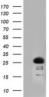 m07833 anti rit2 mouse monoclonal antibody clone id oti3f4 wb testing 1