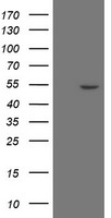 m07837 anti znf365 mouse monoclonal antibody clone id oti8g7 wb testing 1