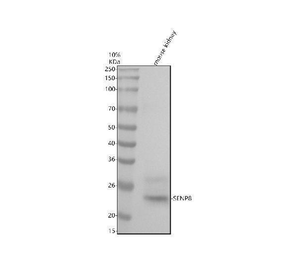 Western blot analysis of SENP8 using anti-SENP8 antibody (M07848)