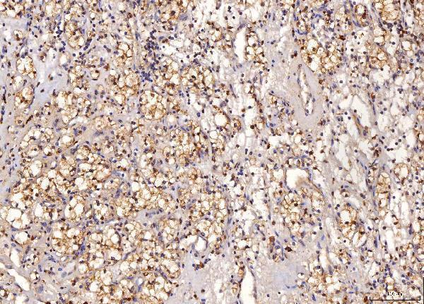 m07851 1 sord primary antibodies ihc testing 3
