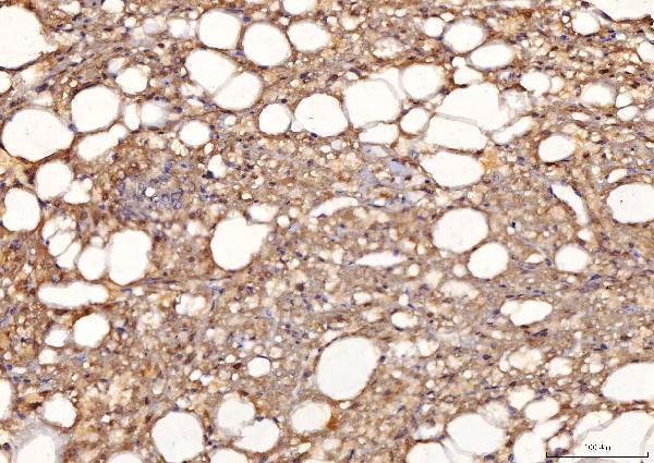 m07851 1 sord primary antibodies ihc testing 4