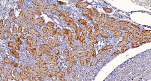 m07851 1 sord primary antibodies ihc testing 5