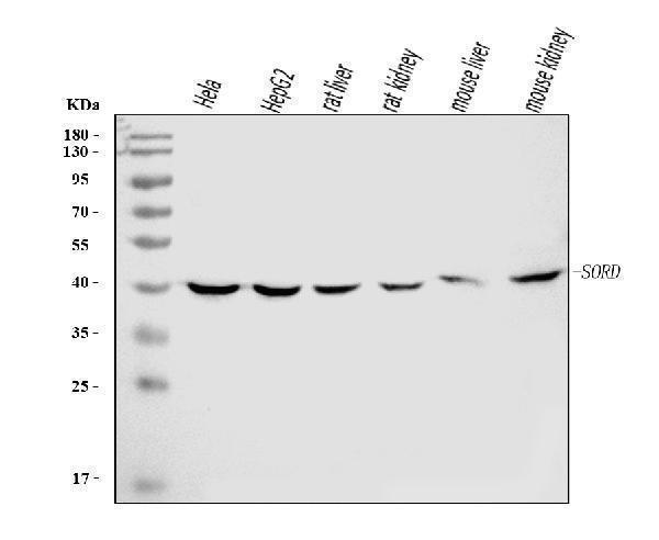 m07851 1 sord primary antibodies wb testing 1