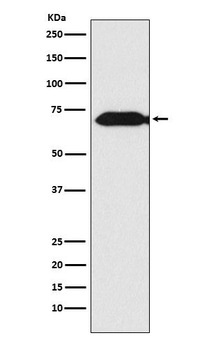 m07854 wb