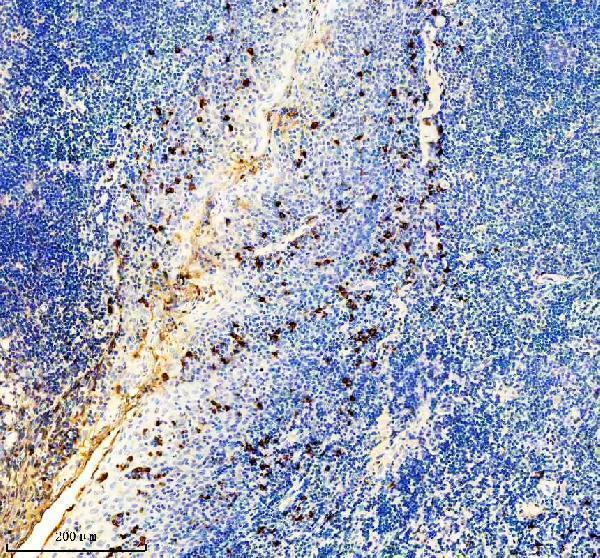 IHC analysis of Human IgG2/IGHG2 using anti-Human IgG2/IGHG2 antibody (M07865-1)
