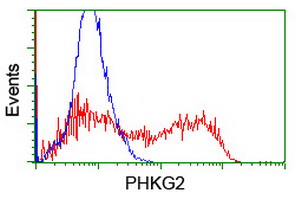 HEK293T cells transfected with either PHKG2 (Myc-DDK-tagged) overexpress plasmid (Red) or empty vector control plasmid (Blue) were immunostained by anti-PHKG2 antibody (M07871-1)
