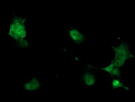Anti-PHKG2 mouse monoclonal antibody (M07871-1) immunofluorescent staining of COS7 cells transiently transfected by pCMV6-ENTRY PHKG2