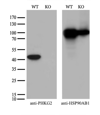m07871 1 anti phkg2 mouse monoclonal antibody clone id oti2a3 wb testing 2