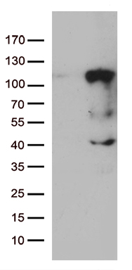 m07874 anti lebercilin lca5 mouse monoclonal antibody clone id oti1a3 wb testing 1