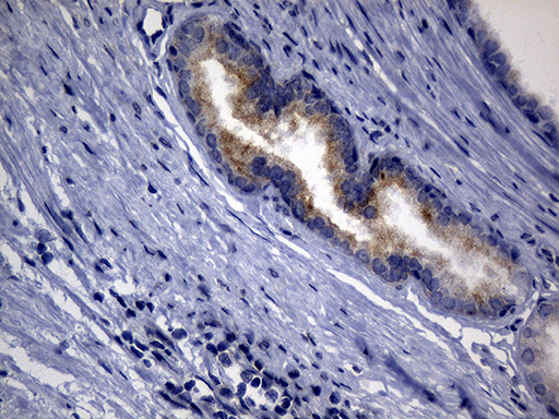 m07875 anti granuphilin sytl4 mouse monoclonal antibody clone id oti2b3 ihc testing 2