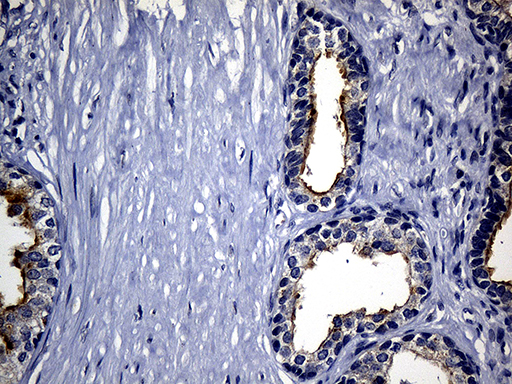 m07875 anti granuphilin sytl4 mouse monoclonal antibody clone id oti2b3 ihc testing 3