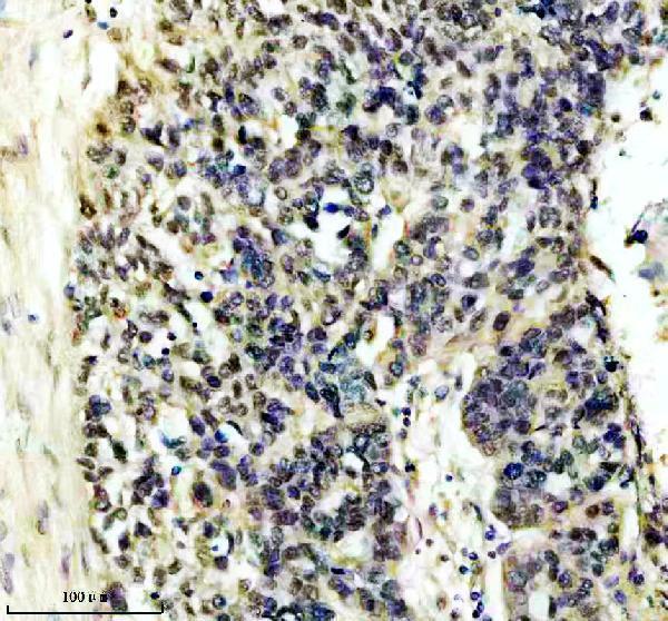 m07890 htsf1 primary antibodies ihc testing 4