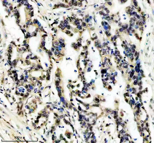 m07890 htsf1 primary antibodies ihc testing 5