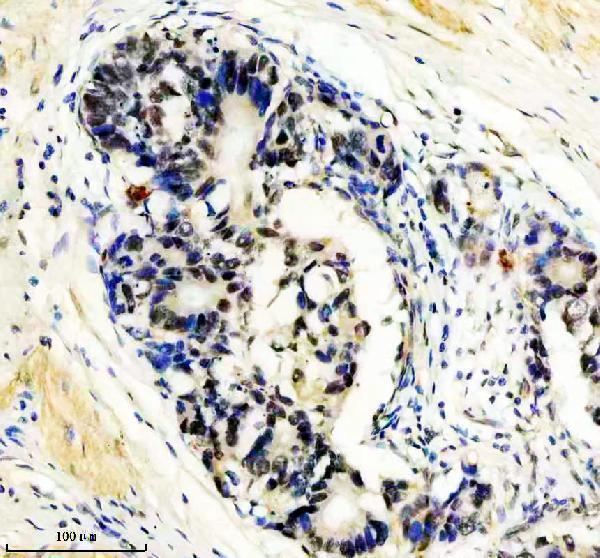 m07890 htsf1 primary antibodies ihc testing 6