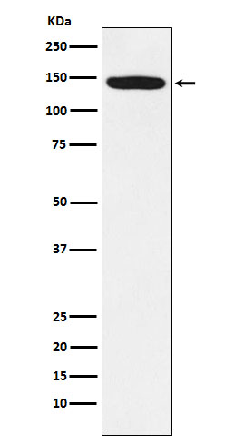 Western blot analysis of HTSF1 expression in Jurkat cell lysate