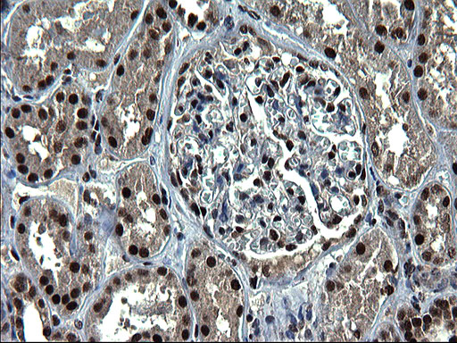 m07903 anti c20orf77 mouse monoclonal antibody clone id oti1c7 ihc testing 10