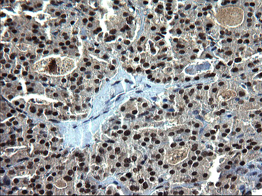 m07903 anti c20orf77 mouse monoclonal antibody clone id oti1c7 ihc testing 4