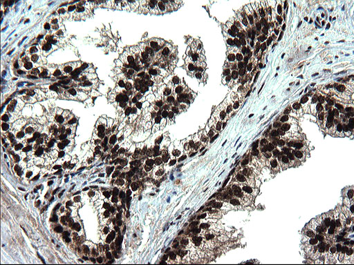 m07903 anti c20orf77 mouse monoclonal antibody clone id oti1c7 ihc testing 5