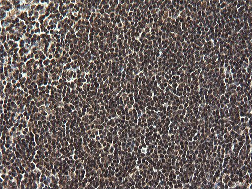 m07903 anti c20orf77 mouse monoclonal antibody clone id oti1c7 ihc testing 7
