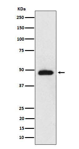 Western blot analysis of NeuroD2 expression in mouse cerebellum cell lysate