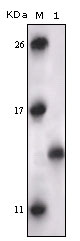 Western Blot analysis using PRAK Monoclonal Antibody against truncated PRAK recombinant protein