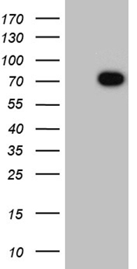 m07925 anti numbl mouse monoclonal antibody clone id oti4a1 wb testing 1