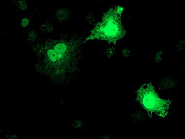 m07934 anti rfxank mouse monoclonal antibody clone id oti3e7 if testing 11