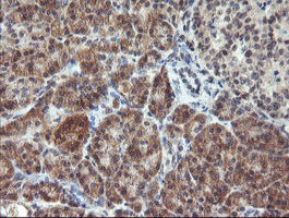 m07934 anti rfxank mouse monoclonal antibody clone id oti3e7 ihc testing 3