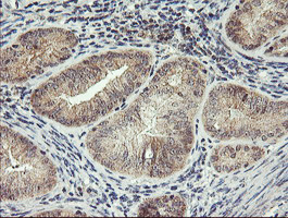 m07934 anti rfxank mouse monoclonal antibody clone id oti3e7 ihc testing 4