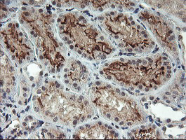 m07934 anti rfxank mouse monoclonal antibody clone id oti3e7 ihc testing 7
