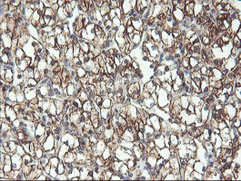 m07934 anti rfxank mouse monoclonal antibody clone id oti3e7 ihc testing 8