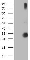 m07934 anti rfxank mouse monoclonal antibody clone id oti3e7 wb testing 1