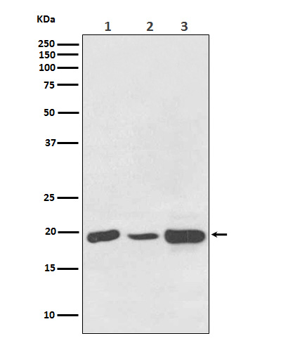 Western blot analysis of NDUFB8 expression in (1) HeLa cell lysate; (2) NIH/3T3 cell lysate; (3) PC12 cell lysate