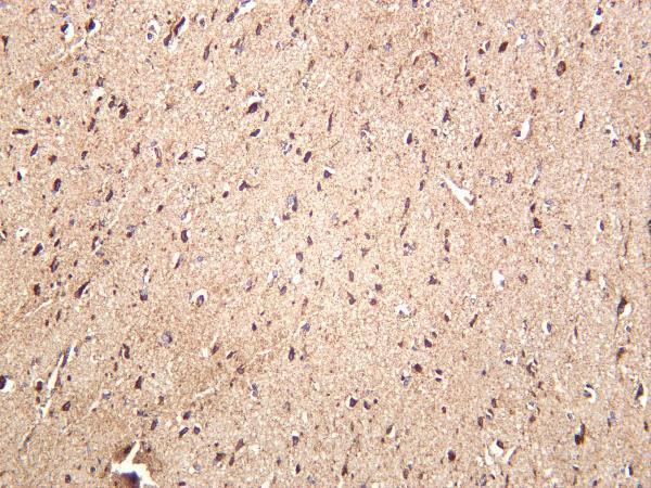 Human brain was stained with anti-NDUFB8 rabbit antibody