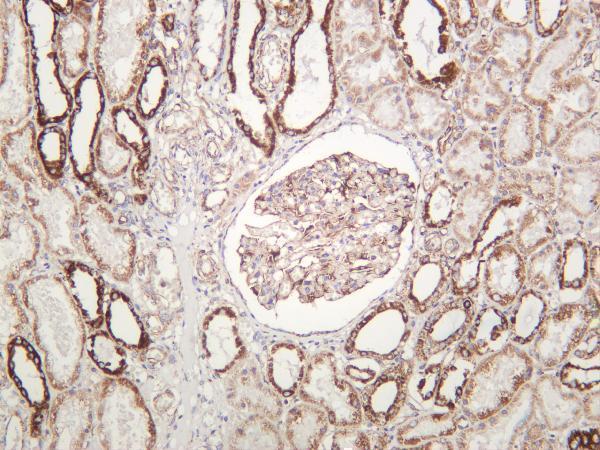 Human kidney was stained with anti-NDUFB8 rabbit antibody