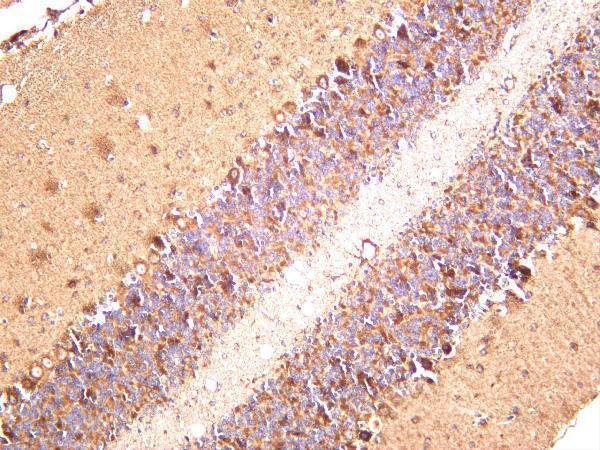 Mouse brain was stained with anti-NDUFB8 rabbit antibody