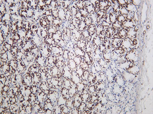 Rat colon was stained with Anti-UQCRC2 rabbit antibody