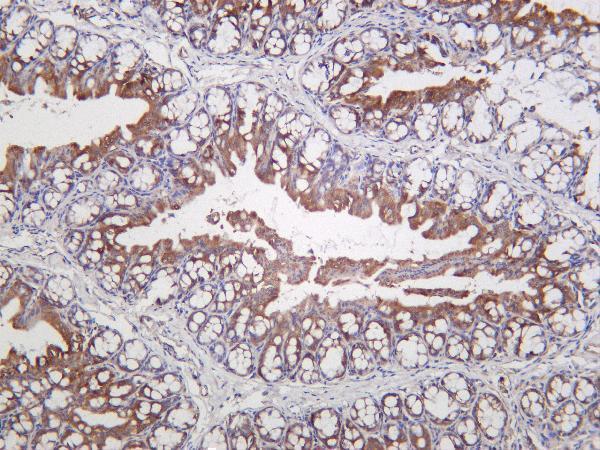 Mouse colon was stained with Anti-UQCRC2 rabbit antibody