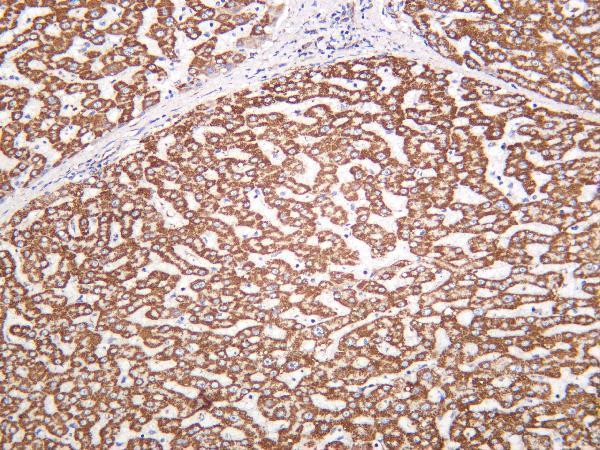 Human liver was stained with Anti-UQCRC2 rabbit antibody