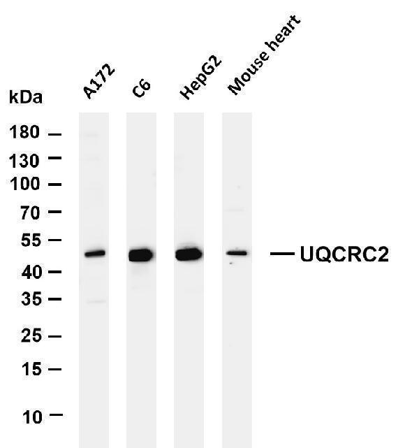 m07937 1 uqcrc2 primary antibodies wb testing 1