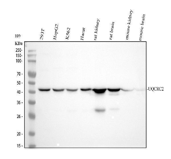 Western blot analysis of UQCRC2 using anti-UQCRC2 antibody (M07937)