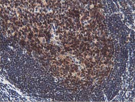 m07945 anti hexo eri1 mouse monoclonal antibody clone id oti1b3 ihc testing 5