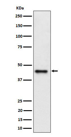 Western blot analysis of DAZAP1 expression in Jurkat cell lysate