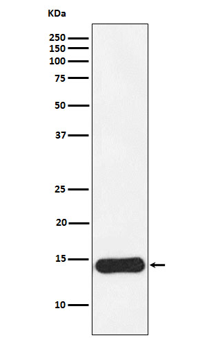 Western blot analysis of CRABP1 expression in MCF7 cell lysate