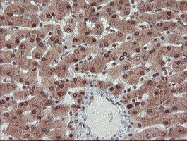 m07953 anti trip traip mouse monoclonal antibody clone id oti2d4 ihc testing 10